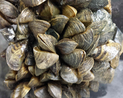 mussels